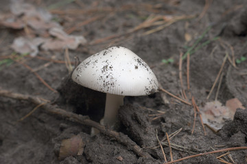 mountain grisette agaric with a smooth perfect shape domed cap, lightly sprinkled grains of soil, that remains