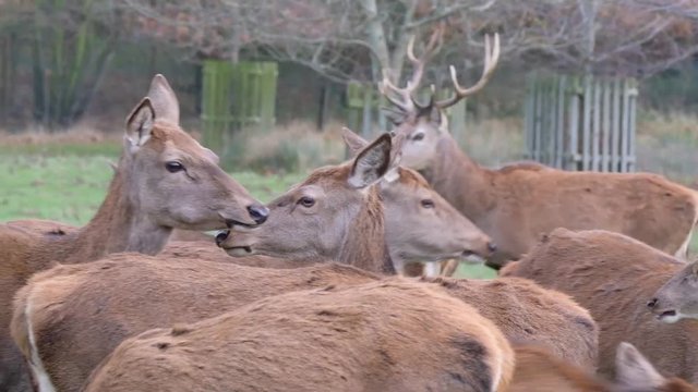 Red Deer herd in deer park environment.