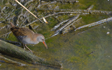 Porciglione in palude, che osserva nell'acqua del lago