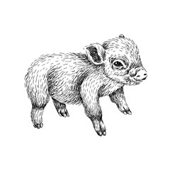 Baby farm animal. Domestic. Little pig. Vintage style. Vector illustration. Hand drawn sketch line art image. BLack and white.
