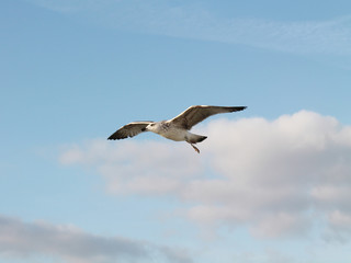 Seagull