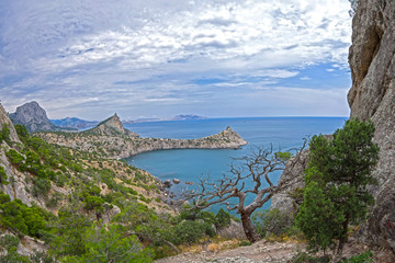 Landscape with a dried relic pine. Crimea.