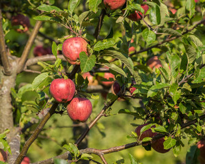 Natural red apples without any treatment hanging on the branch in the apple orchard during the autumn.
