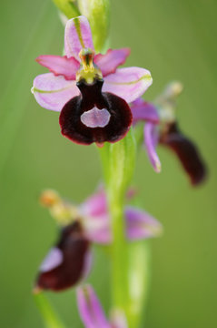 Ophrys aurelien, Ophrys aurelia