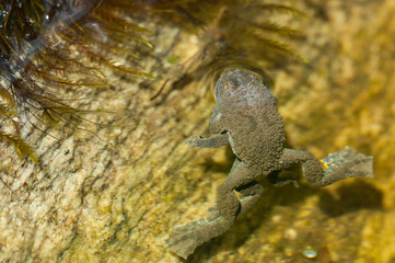 Amplexus de Sonneur à ventre jaune, Bombina variegata au bord d'une rivière .