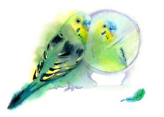Watercolor painting. Green parrot with mirror on white background. - 184447610