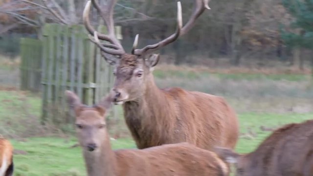 Red Deer herd in deer park environment.