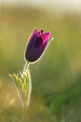 Anémone pulsatille, Anemone pulsatilla