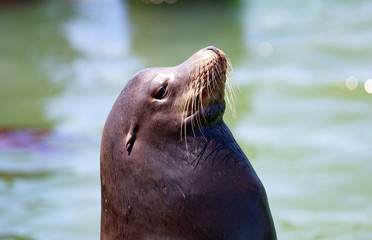 Obraz premium Sea Lion in San Francisco