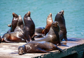 Fototapeta premium Sea Lions in San Francisco
