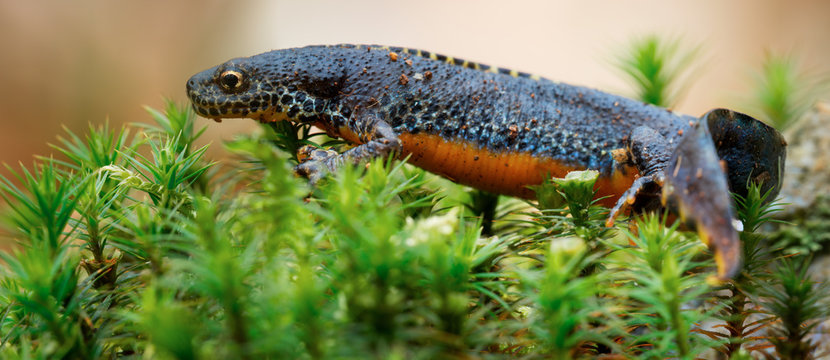 M&acirc;le de triton alpestre, Ichthyosaura alpestris, en parure nuptiale