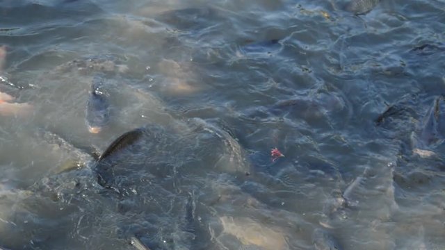 mango fiah and catfish feeding bread in water pool