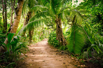 Ground rural road in the middle of tropical jungle - obrazy, fototapety, plakaty