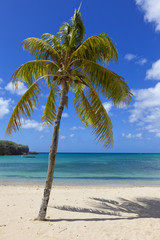 Fototapeta na wymiar Palm tree at tropical beach of Curacao