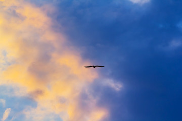 bird silhouette flying in a sky