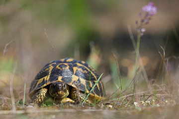 Tortue d'Hermann, Var, France