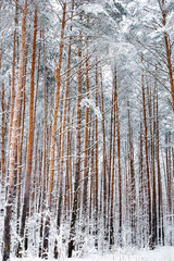 Fototapeta premium pine forest in winter. Pines in the snow. Winter landscape