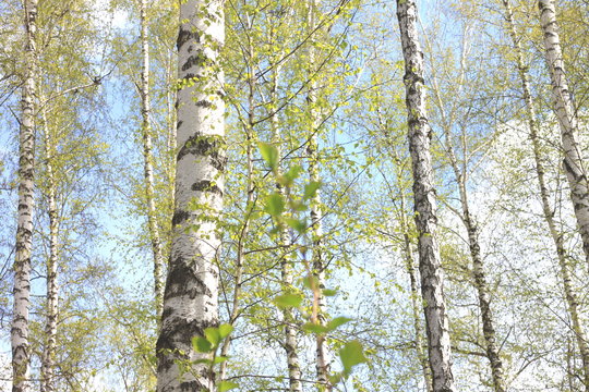Beautiful white birch trees in spring in forest in good weather