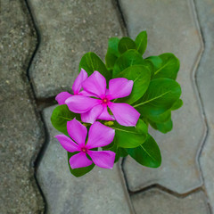 Fototapeta na wymiar Close up of exotic tropical flowers