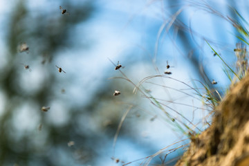 Andrène vague, abeille sauvage