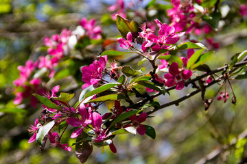Pink crab-apple blossoms on tree branch on spring