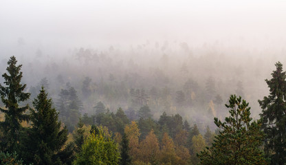 Morning fog and woodland landscape in Torronsuo National Park, Finland