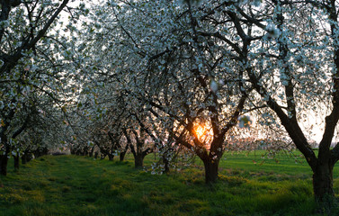 Mirabelliers en fleur, Prunus domestica syriaca