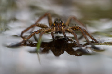 araignée dolomède marchant sur l'eau