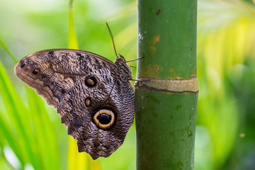 Papillon chouette tropical du genre Caligo.