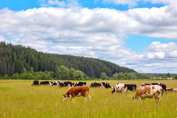 Fototapeta premium Traditional rural farmyard. Pets in the village