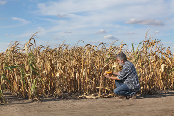 Farmer or agronomist examining corn plant in field after drought, harvest time - obrazy, fototapety, plakaty