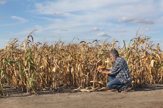 Farmer or agronomist examining corn plant in field after drought, harvest time