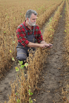 Farmer or agronomist examining soybean plant in field, using tablet,  ready for harvest after drought