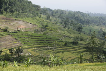 Javanese Rice-field