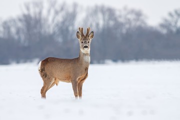Roe deer Capreolus capreolus in winter. Roe deer with snowy background. Wild animal with antlers covered by velvet.