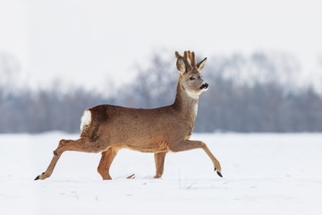 Roe deer Capreolus capreolus in winter. Roe deer with snowy background. Wild animal walking in snow.