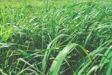 Green grass on the field. Agricultural landscape in the summer time. Close up background. Copy space.