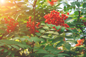 Rowan berries in the sunset sky. Close up autumn background.