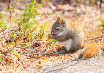 Squirrel eating a nut in the undergrowth