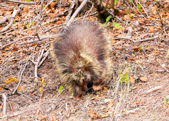 Porcupine in the Undergrowth in Alaska