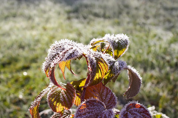 Frost on the green raspberry leaves