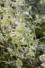 First frost in autumn park. Early morning in november. Asparagus plant.