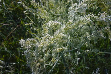 First frost in autumn park. Early morning in november.