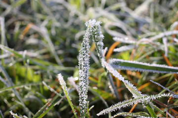 First frost in autumn park. Early morning in november.