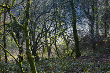 Bois aux couleurs de l'automne