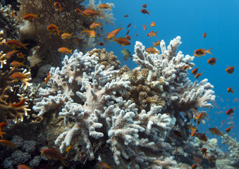 Naklejka na ściany i meble Corals of Read Sea