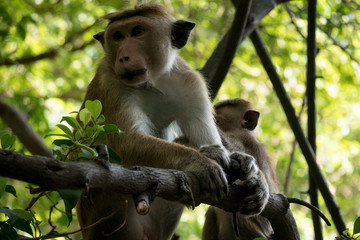 Monkey in Sri Lanka