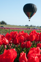 Hot Air Ballon