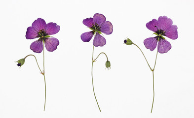 Picture of dried flowers Geranium psilostemon (Armenian cranesbill) in several variants / Herbarium...