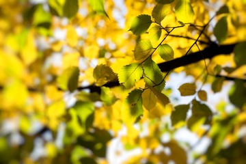 Autumn. Fall scene. Beauty nature scene trees and leaves. Nature background. Selective focus.